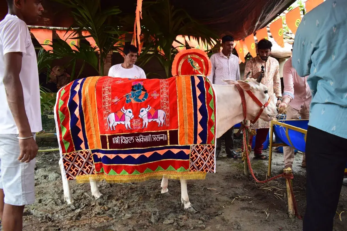 Gau Mata in an embroidered festival cover, standing beside a decorated feeding trough