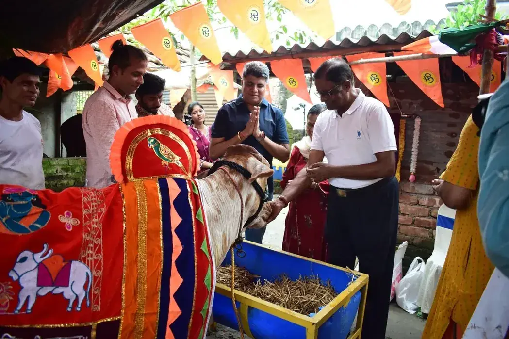 A group offering fodder to a decorated cow