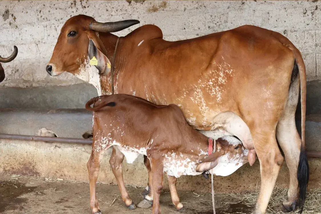 Cow with her calf
