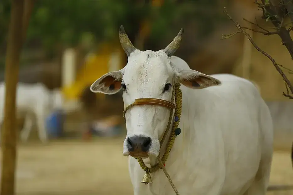 Kapila